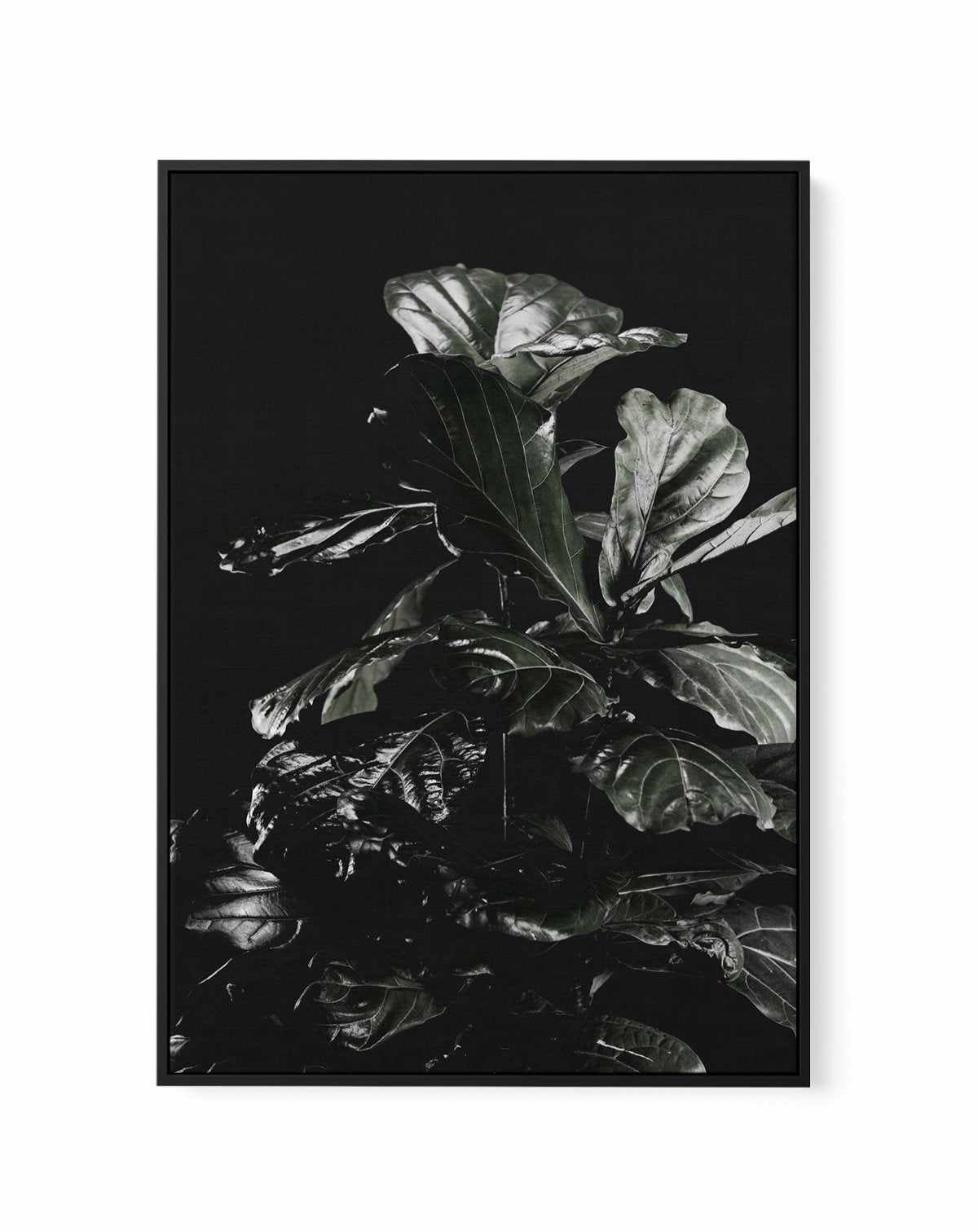 Fiddle Fig Black I | Framed Canvas-CANVAS-You can shop wall art online with Olive et Oriel for everything from abstract art to fun kids wall art. Our beautiful modern art prints and canvas art are available from large canvas prints to wall art paintings and our proudly Australian artwork collection offers only the highest quality framed large wall art and canvas art Australia - You can buy fashion photography prints or Hampton print posters and paintings on canvas from Olive et Oriel and have th