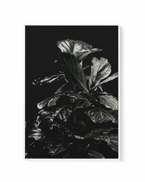 Fiddle Fig Black I | Framed Canvas-CANVAS-You can shop wall art online with Olive et Oriel for everything from abstract art to fun kids wall art. Our beautiful modern art prints and canvas art are available from large canvas prints to wall art paintings and our proudly Australian artwork collection offers only the highest quality framed large wall art and canvas art Australia - You can buy fashion photography prints or Hampton print posters and paintings on canvas from Olive et Oriel and have th