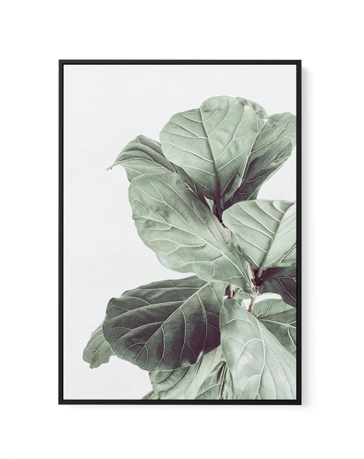 Fiddle Fig I | Framed Canvas-CANVAS-You can shop wall art online with Olive et Oriel for everything from abstract art to fun kids wall art. Our beautiful modern art prints and canvas art are available from large canvas prints to wall art paintings and our proudly Australian artwork collection offers only the highest quality framed large wall art and canvas art Australia - You can buy fashion photography prints or Hampton print posters and paintings on canvas from Olive et Oriel and have them del