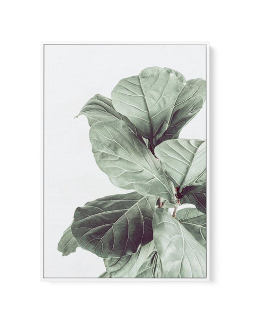 Fiddle Fig I | Framed Canvas-CANVAS-You can shop wall art online with Olive et Oriel for everything from abstract art to fun kids wall art. Our beautiful modern art prints and canvas art are available from large canvas prints to wall art paintings and our proudly Australian artwork collection offers only the highest quality framed large wall art and canvas art Australia - You can buy fashion photography prints or Hampton print posters and paintings on canvas from Olive et Oriel and have them del