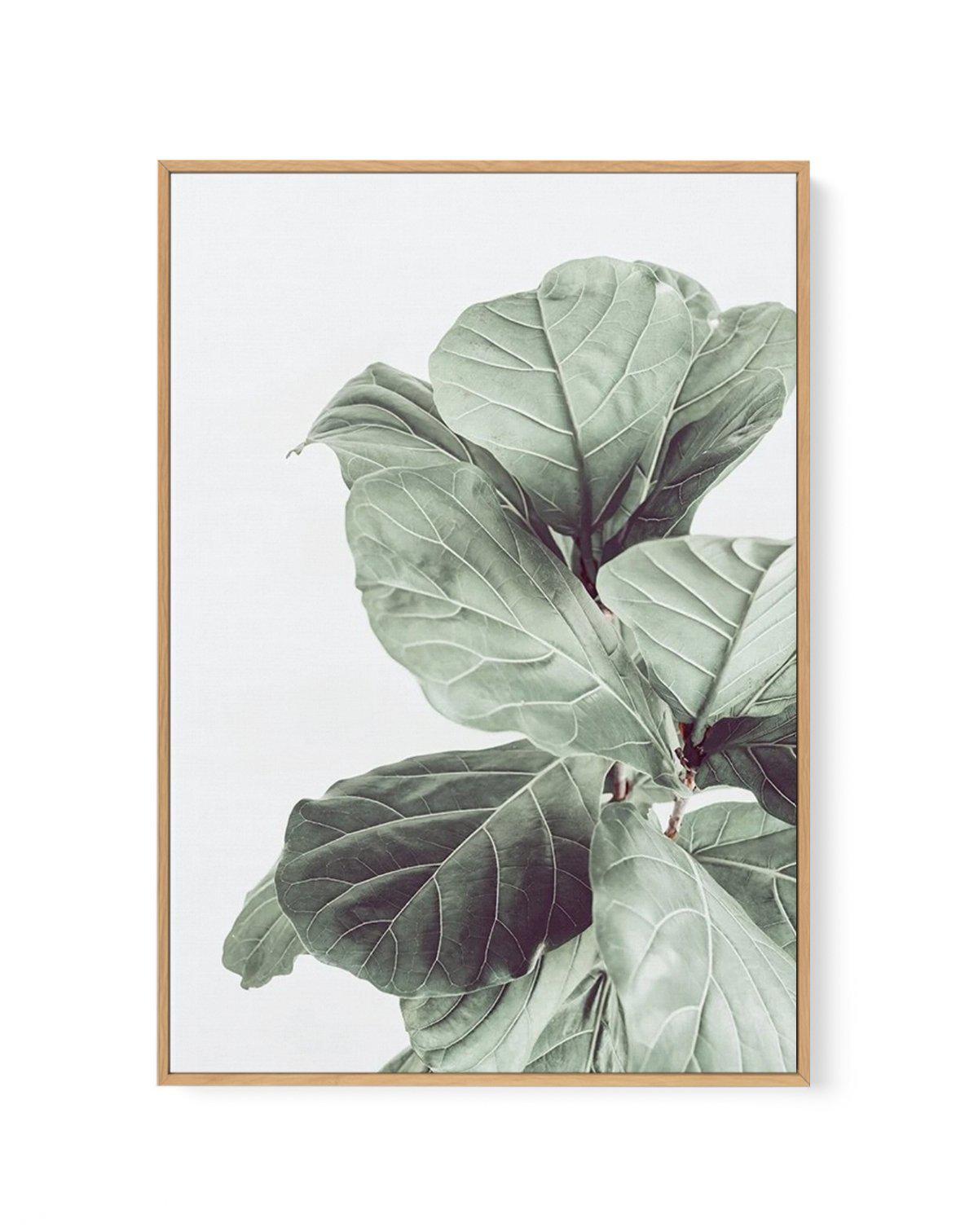 Fiddle Fig I | Framed Canvas-CANVAS-You can shop wall art online with Olive et Oriel for everything from abstract art to fun kids wall art. Our beautiful modern art prints and canvas art are available from large canvas prints to wall art paintings and our proudly Australian artwork collection offers only the highest quality framed large wall art and canvas art Australia - You can buy fashion photography prints or Hampton print posters and paintings on canvas from Olive et Oriel and have them del