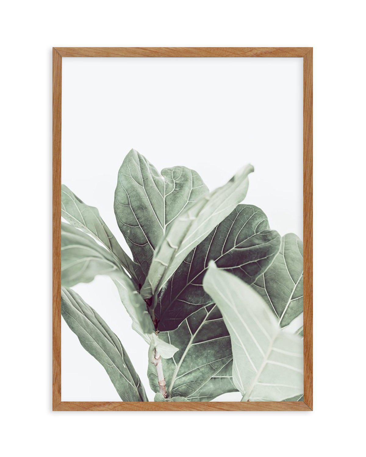 Fiddle Fig II Art Print-PRINT-Olive et Oriel-Olive et Oriel-50x70 cm | 19.6" x 27.5"-Walnut-With White Border-Buy-Australian-Art-Prints-Online-with-Olive-et-Oriel-Your-Artwork-Specialists-Austrailia-Decorate-With-Coastal-Photo-Wall-Art-Prints-From-Our-Beach-House-Artwork-Collection-Fine-Poster-and-Framed-Artwork