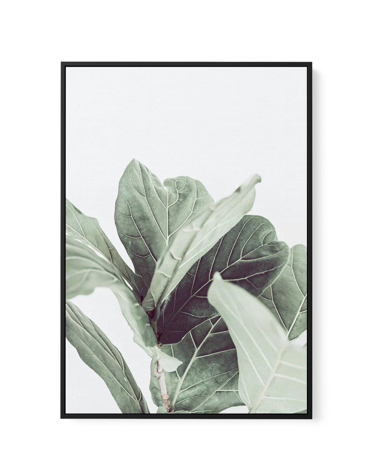 Fiddle Fig II | Framed Canvas-CANVAS-You can shop wall art online with Olive et Oriel for everything from abstract art to fun kids wall art. Our beautiful modern art prints and canvas art are available from large canvas prints to wall art paintings and our proudly Australian artwork collection offers only the highest quality framed large wall art and canvas art Australia - You can buy fashion photography prints or Hampton print posters and paintings on canvas from Olive et Oriel and have them de