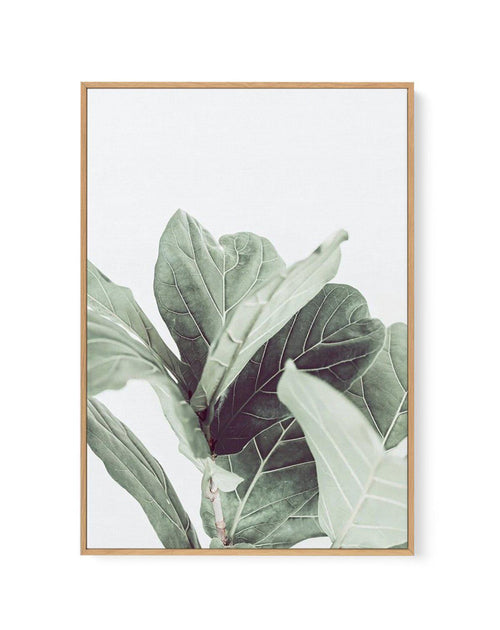Fiddle Fig II | Framed Canvas-CANVAS-You can shop wall art online with Olive et Oriel for everything from abstract art to fun kids wall art. Our beautiful modern art prints and canvas art are available from large canvas prints to wall art paintings and our proudly Australian artwork collection offers only the highest quality framed large wall art and canvas art Australia - You can buy fashion photography prints or Hampton print posters and paintings on canvas from Olive et Oriel and have them de