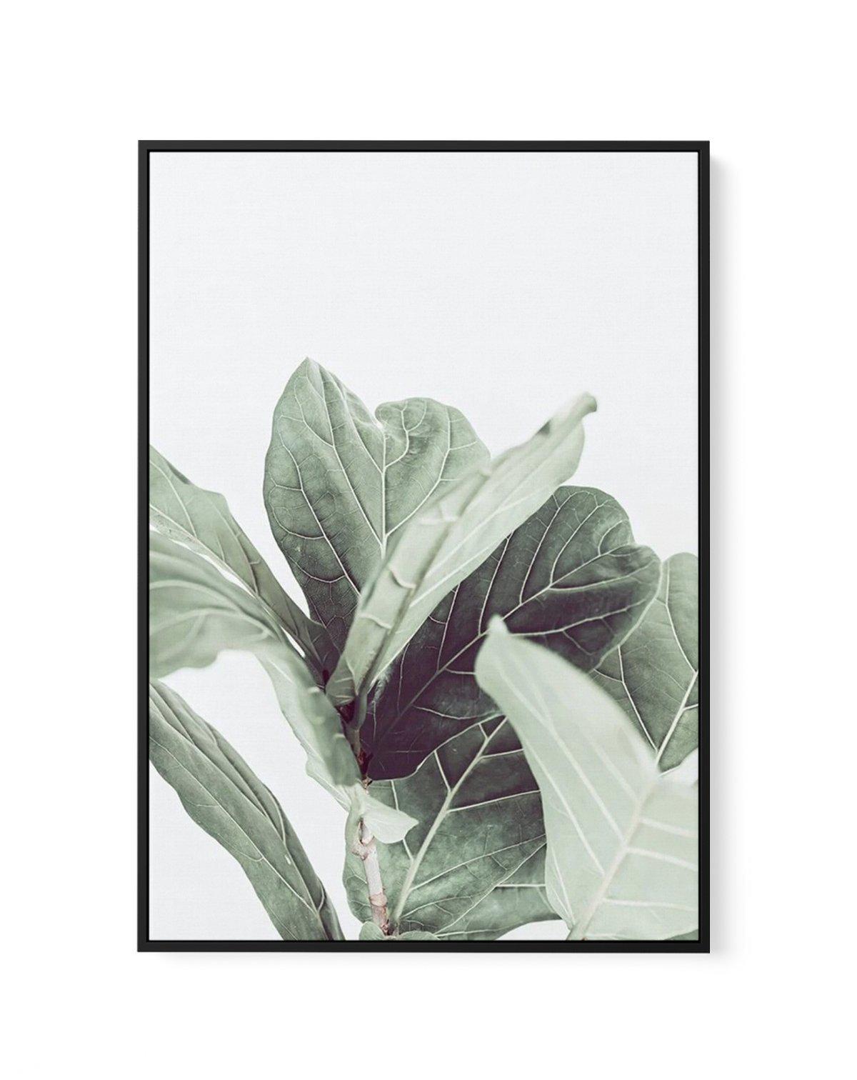 Fiddle Fig II | Framed Canvas-CANVAS-You can shop wall art online with Olive et Oriel for everything from abstract art to fun kids wall art. Our beautiful modern art prints and canvas art are available from large canvas prints to wall art paintings and our proudly Australian artwork collection offers only the highest quality framed large wall art and canvas art Australia - You can buy fashion photography prints or Hampton print posters and paintings on canvas from Olive et Oriel and have them de