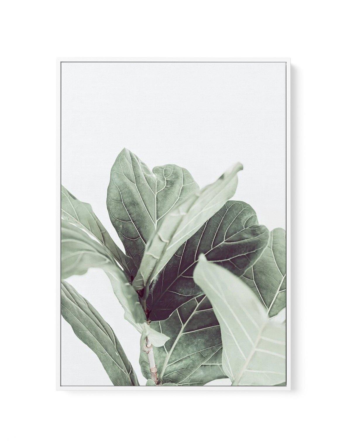 Fiddle Fig II | Framed Canvas-CANVAS-You can shop wall art online with Olive et Oriel for everything from abstract art to fun kids wall art. Our beautiful modern art prints and canvas art are available from large canvas prints to wall art paintings and our proudly Australian artwork collection offers only the highest quality framed large wall art and canvas art Australia - You can buy fashion photography prints or Hampton print posters and paintings on canvas from Olive et Oriel and have them de