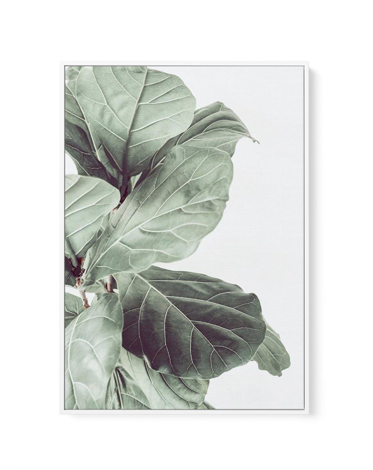 Fiddle Fig III | Framed Canvas-CANVAS-You can shop wall art online with Olive et Oriel for everything from abstract art to fun kids wall art. Our beautiful modern art prints and canvas art are available from large canvas prints to wall art paintings and our proudly Australian artwork collection offers only the highest quality framed large wall art and canvas art Australia - You can buy fashion photography prints or Hampton print posters and paintings on canvas from Olive et Oriel and have them d