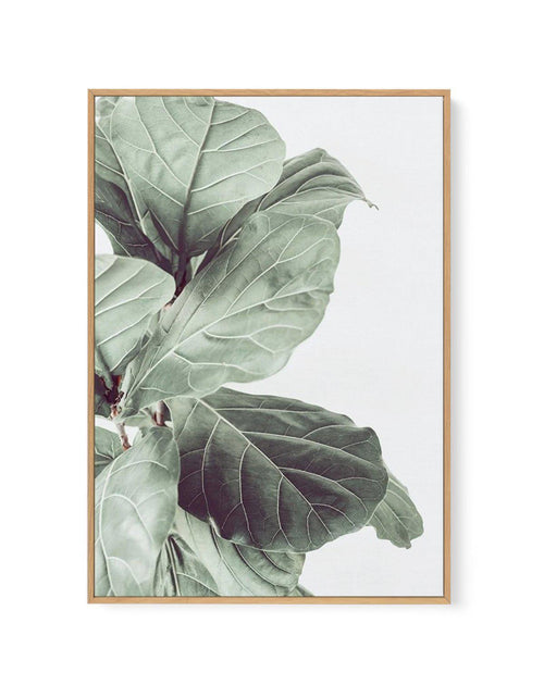 Fiddle Fig III | Framed Canvas-CANVAS-You can shop wall art online with Olive et Oriel for everything from abstract art to fun kids wall art. Our beautiful modern art prints and canvas art are available from large canvas prints to wall art paintings and our proudly Australian artwork collection offers only the highest quality framed large wall art and canvas art Australia - You can buy fashion photography prints or Hampton print posters and paintings on canvas from Olive et Oriel and have them d