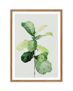Fiddle Fig in Watercolour I Art Print-PRINT-Olive et Oriel-Olive et Oriel-50x70 cm | 19.6" x 27.5"-Walnut-With White Border-Buy-Australian-Art-Prints-Online-with-Olive-et-Oriel-Your-Artwork-Specialists-Austrailia-Decorate-With-Coastal-Photo-Wall-Art-Prints-From-Our-Beach-House-Artwork-Collection-Fine-Poster-and-Framed-Artwork