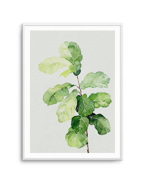 Fiddle Fig in Watercolour II Art Print-PRINT-Olive et Oriel-Olive et Oriel-A4 | 8.3" x 11.7" | 21 x 29.7cm-Unframed Art Print-With White Border-Buy-Australian-Art-Prints-Online-with-Olive-et-Oriel-Your-Artwork-Specialists-Austrailia-Decorate-With-Coastal-Photo-Wall-Art-Prints-From-Our-Beach-House-Artwork-Collection-Fine-Poster-and-Framed-Artwork