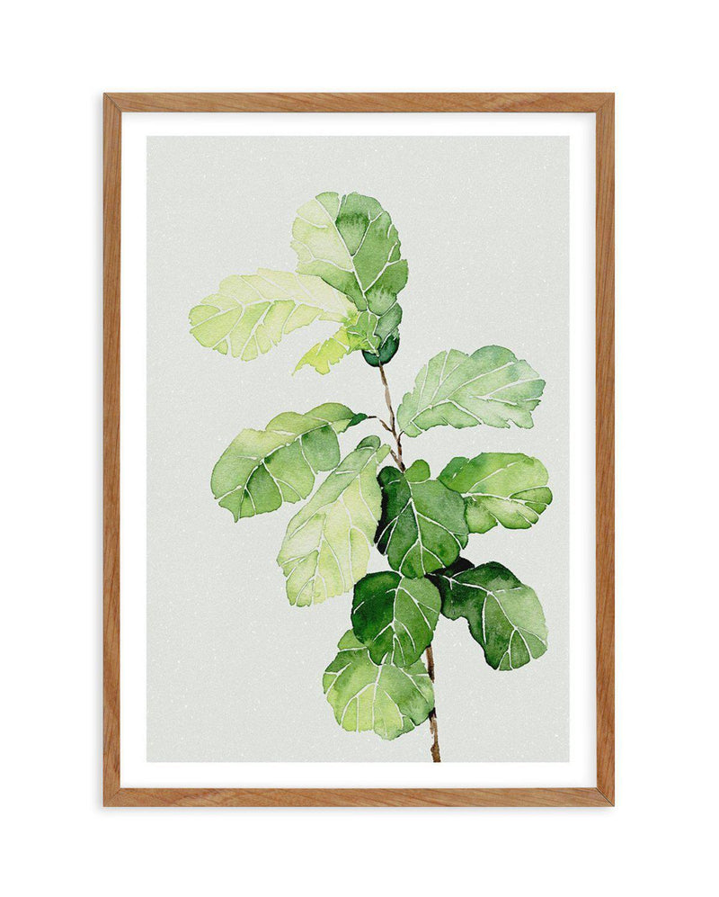 Fiddle Fig in Watercolour II Art Print-PRINT-Olive et Oriel-Olive et Oriel-50x70 cm | 19.6" x 27.5"-Walnut-With White Border-Buy-Australian-Art-Prints-Online-with-Olive-et-Oriel-Your-Artwork-Specialists-Austrailia-Decorate-With-Coastal-Photo-Wall-Art-Prints-From-Our-Beach-House-Artwork-Collection-Fine-Poster-and-Framed-Artwork