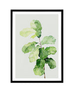 Fiddle Fig in Watercolour II Art Print-PRINT-Olive et Oriel-Olive et Oriel-A4 | 8.3" x 11.7" | 21 x 29.7cm-Black-With White Border-Buy-Australian-Art-Prints-Online-with-Olive-et-Oriel-Your-Artwork-Specialists-Austrailia-Decorate-With-Coastal-Photo-Wall-Art-Prints-From-Our-Beach-House-Artwork-Collection-Fine-Poster-and-Framed-Artwork