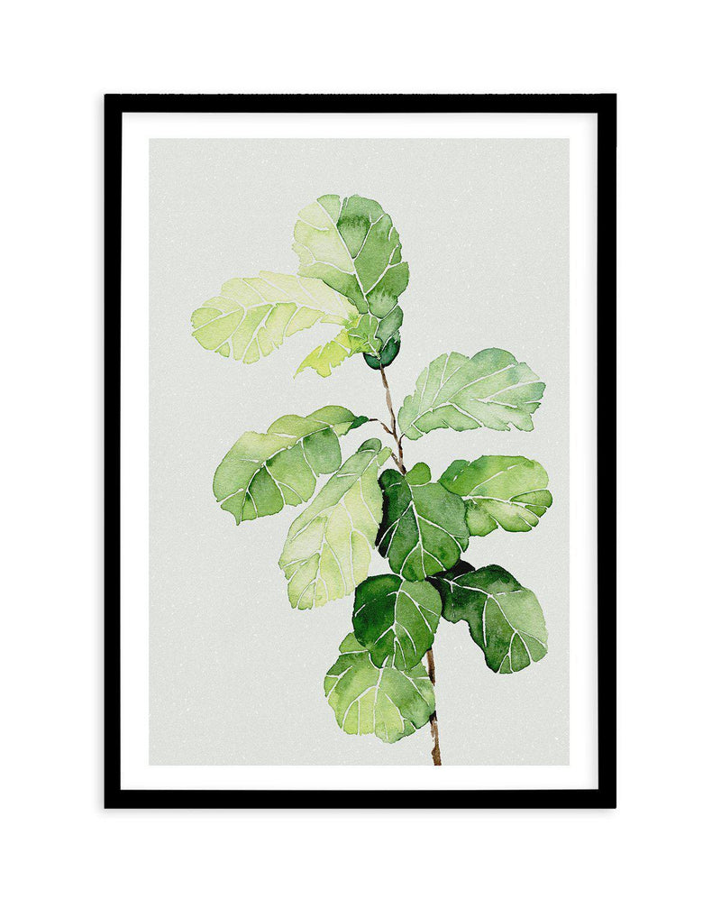 Fiddle Fig in Watercolour II Art Print-PRINT-Olive et Oriel-Olive et Oriel-A4 | 8.3" x 11.7" | 21 x 29.7cm-Black-With White Border-Buy-Australian-Art-Prints-Online-with-Olive-et-Oriel-Your-Artwork-Specialists-Austrailia-Decorate-With-Coastal-Photo-Wall-Art-Prints-From-Our-Beach-House-Artwork-Collection-Fine-Poster-and-Framed-Artwork