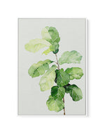 Fiddle Fig in Watercolour II | Framed Canvas-CANVAS-You can shop wall art online with Olive et Oriel for everything from abstract art to fun kids wall art. Our beautiful modern art prints and canvas art are available from large canvas prints to wall art paintings and our proudly Australian artwork collection offers only the highest quality framed large wall art and canvas art Australia - You can buy fashion photography prints or Hampton print posters and paintings on canvas from Olive et Oriel a