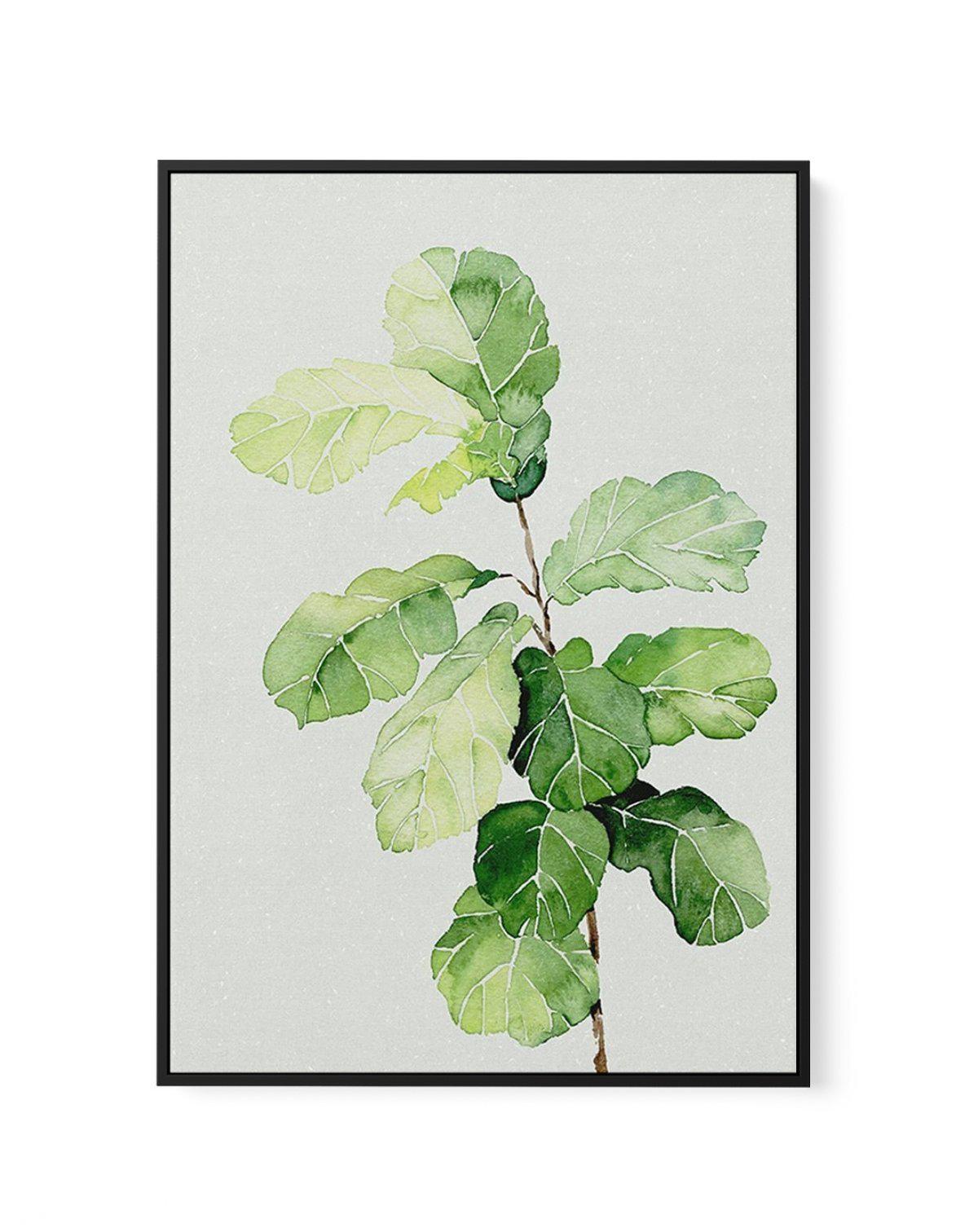 Fiddle Fig in Watercolour II | Framed Canvas-CANVAS-You can shop wall art online with Olive et Oriel for everything from abstract art to fun kids wall art. Our beautiful modern art prints and canvas art are available from large canvas prints to wall art paintings and our proudly Australian artwork collection offers only the highest quality framed large wall art and canvas art Australia - You can buy fashion photography prints or Hampton print posters and paintings on canvas from Olive et Oriel a