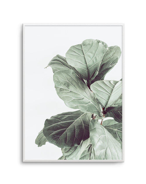 Fiddle Fig I Art Print-PRINT-Olive et Oriel-Olive et Oriel-A4 | 8.3" x 11.7" | 21 x 29.7cm-Unframed Art Print-With White Border-Buy-Australian-Art-Prints-Online-with-Olive-et-Oriel-Your-Artwork-Specialists-Austrailia-Decorate-With-Coastal-Photo-Wall-Art-Prints-From-Our-Beach-House-Artwork-Collection-Fine-Poster-and-Framed-Artwork
