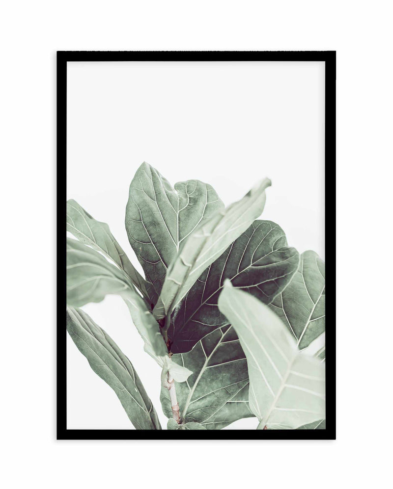 Fiddle Fig II Art Print-PRINT-Olive et Oriel-Olive et Oriel-A4 | 8.3" x 11.7" | 21 x 29.7cm-Black-With White Border-Buy-Australian-Art-Prints-Online-with-Olive-et-Oriel-Your-Artwork-Specialists-Austrailia-Decorate-With-Coastal-Photo-Wall-Art-Prints-From-Our-Beach-House-Artwork-Collection-Fine-Poster-and-Framed-Artwork