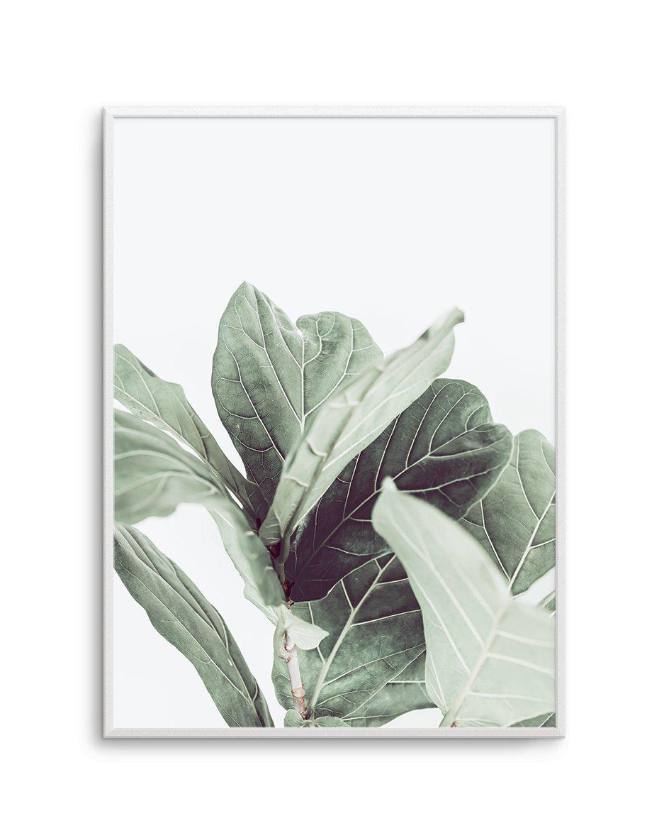 Fiddle Fig II Art Print-PRINT-Olive et Oriel-Olive et Oriel-A4 | 8.3" x 11.7" | 21 x 29.7cm-Unframed Art Print-With White Border-Buy-Australian-Art-Prints-Online-with-Olive-et-Oriel-Your-Artwork-Specialists-Austrailia-Decorate-With-Coastal-Photo-Wall-Art-Prints-From-Our-Beach-House-Artwork-Collection-Fine-Poster-and-Framed-Artwork