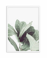 Fiddle Fig II Art Print-PRINT-Olive et Oriel-Olive et Oriel-A4 | 8.3" x 11.7" | 21 x 29.7cm-White-With White Border-Buy-Australian-Art-Prints-Online-with-Olive-et-Oriel-Your-Artwork-Specialists-Austrailia-Decorate-With-Coastal-Photo-Wall-Art-Prints-From-Our-Beach-House-Artwork-Collection-Fine-Poster-and-Framed-Artwork