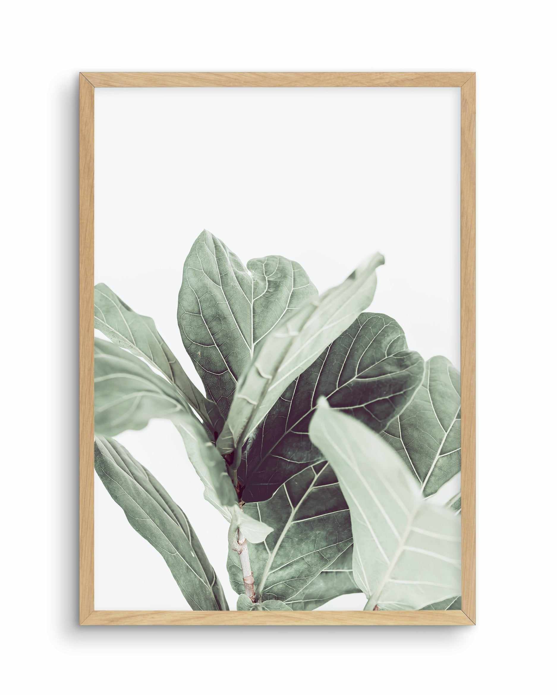 Fiddle Fig II Art Print-PRINT-Olive et Oriel-Olive et Oriel-A4 | 8.3" x 11.7" | 21 x 29.7cm-Oak-With White Border-Buy-Australian-Art-Prints-Online-with-Olive-et-Oriel-Your-Artwork-Specialists-Austrailia-Decorate-With-Coastal-Photo-Wall-Art-Prints-From-Our-Beach-House-Artwork-Collection-Fine-Poster-and-Framed-Artwork