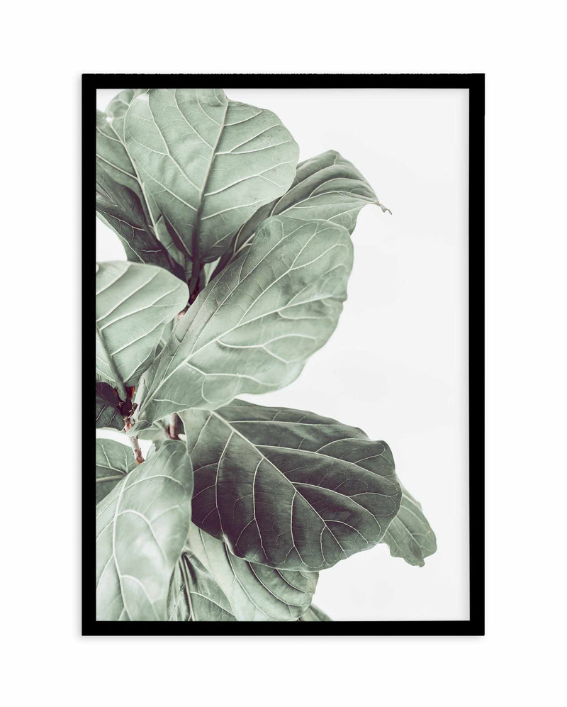 Fiddle Fig III Art Print-PRINT-Olive et Oriel-Olive et Oriel-A4 | 8.3" x 11.7" | 21 x 29.7cm-Black-With White Border-Buy-Australian-Art-Prints-Online-with-Olive-et-Oriel-Your-Artwork-Specialists-Austrailia-Decorate-With-Coastal-Photo-Wall-Art-Prints-From-Our-Beach-House-Artwork-Collection-Fine-Poster-and-Framed-Artwork