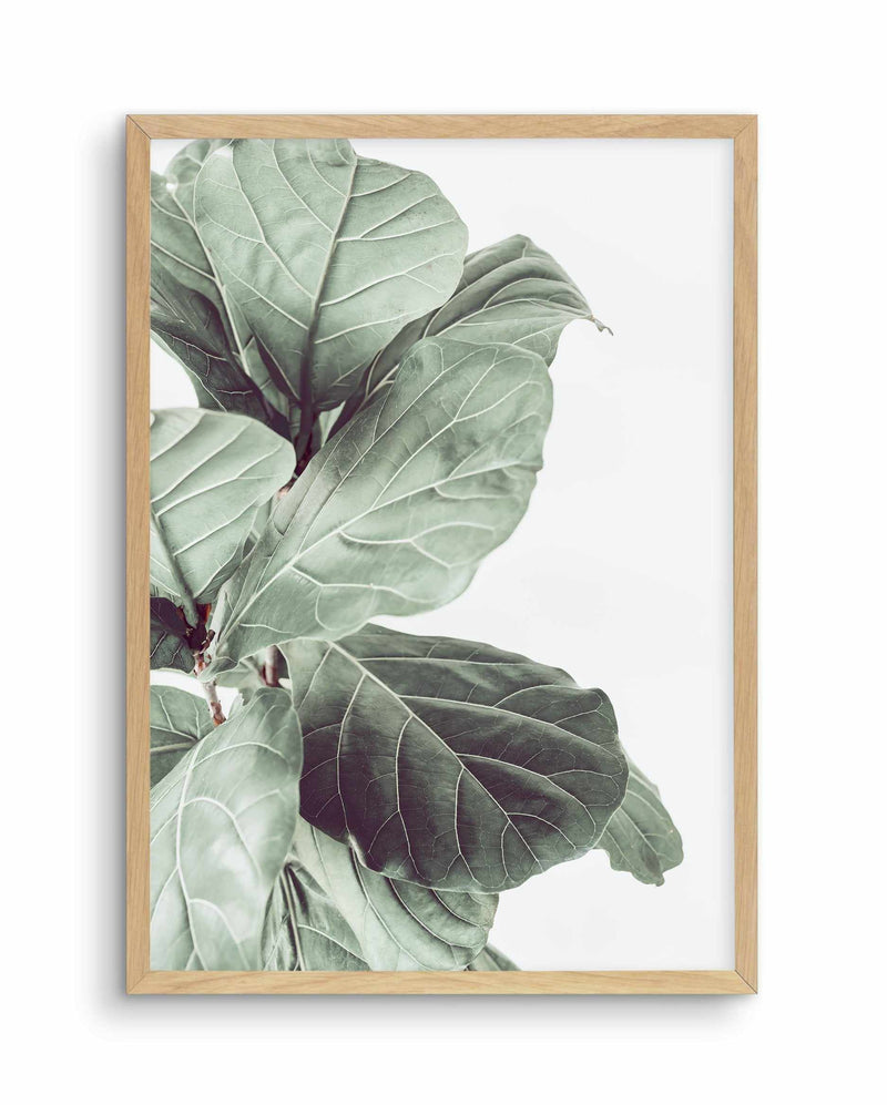 Fiddle Fig III Art Print-PRINT-Olive et Oriel-Olive et Oriel-A4 | 8.3" x 11.7" | 21 x 29.7cm-Oak-With White Border-Buy-Australian-Art-Prints-Online-with-Olive-et-Oriel-Your-Artwork-Specialists-Austrailia-Decorate-With-Coastal-Photo-Wall-Art-Prints-From-Our-Beach-House-Artwork-Collection-Fine-Poster-and-Framed-Artwork
