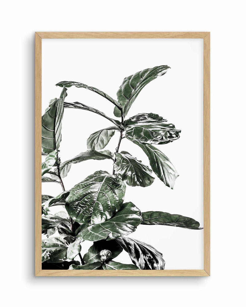 Fiddle Fig White I Art Print-PRINT-Olive et Oriel-Olive et Oriel-A5 | 5.8" x 8.3" | 14.8 x 21cm-Oak-With White Border-Buy-Australian-Art-Prints-Online-with-Olive-et-Oriel-Your-Artwork-Specialists-Austrailia-Decorate-With-Coastal-Photo-Wall-Art-Prints-From-Our-Beach-House-Artwork-Collection-Fine-Poster-and-Framed-Artwork