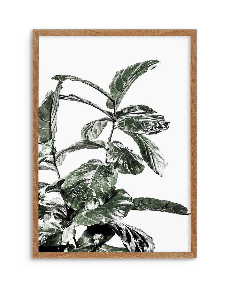 Fiddle Fig White I Art Print-PRINT-Olive et Oriel-Olive et Oriel-50x70 cm | 19.6" x 27.5"-Walnut-With White Border-Buy-Australian-Art-Prints-Online-with-Olive-et-Oriel-Your-Artwork-Specialists-Austrailia-Decorate-With-Coastal-Photo-Wall-Art-Prints-From-Our-Beach-House-Artwork-Collection-Fine-Poster-and-Framed-Artwork