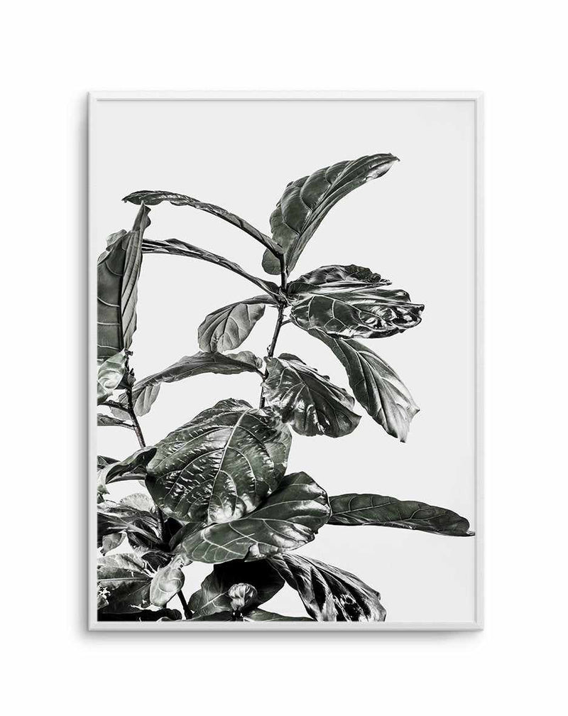 Fiddle Fig White I Art Print-PRINT-Olive et Oriel-Olive et Oriel-A5 | 5.8" x 8.3" | 14.8 x 21cm-Unframed Art Print-With White Border-Buy-Australian-Art-Prints-Online-with-Olive-et-Oriel-Your-Artwork-Specialists-Austrailia-Decorate-With-Coastal-Photo-Wall-Art-Prints-From-Our-Beach-House-Artwork-Collection-Fine-Poster-and-Framed-Artwork