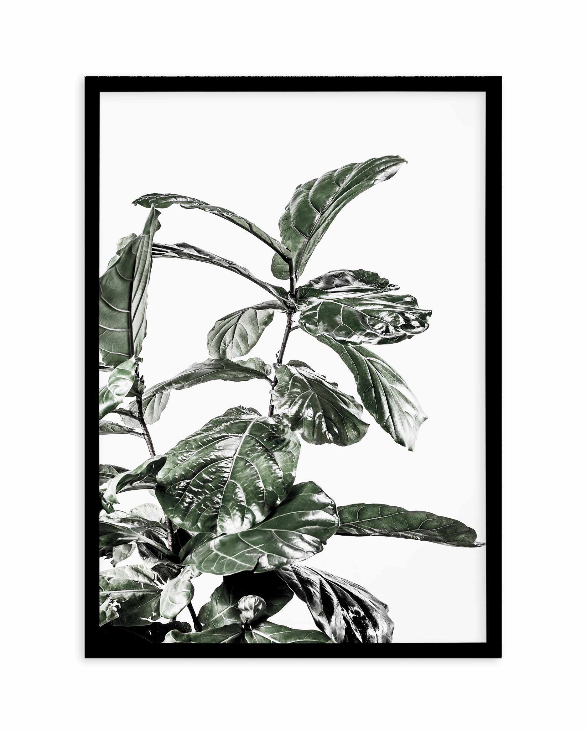 Fiddle Fig White I Art Print-PRINT-Olive et Oriel-Olive et Oriel-A5 | 5.8" x 8.3" | 14.8 x 21cm-Black-With White Border-Buy-Australian-Art-Prints-Online-with-Olive-et-Oriel-Your-Artwork-Specialists-Austrailia-Decorate-With-Coastal-Photo-Wall-Art-Prints-From-Our-Beach-House-Artwork-Collection-Fine-Poster-and-Framed-Artwork