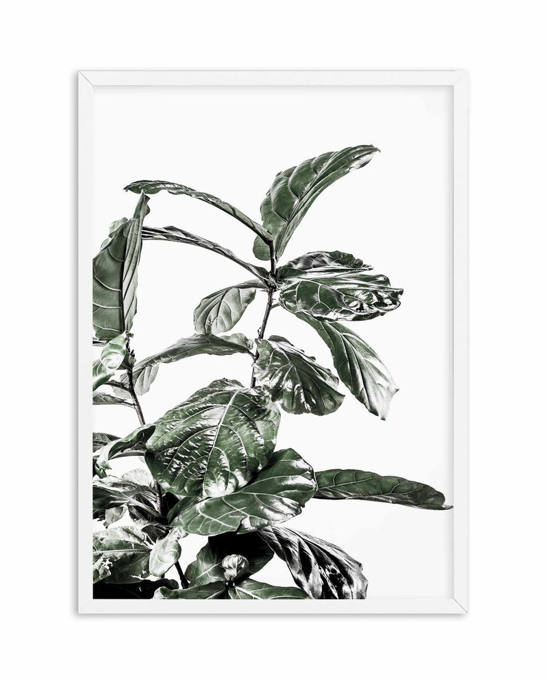 Fiddle Fig White I Art Print-PRINT-Olive et Oriel-Olive et Oriel-A5 | 5.8" x 8.3" | 14.8 x 21cm-White-With White Border-Buy-Australian-Art-Prints-Online-with-Olive-et-Oriel-Your-Artwork-Specialists-Austrailia-Decorate-With-Coastal-Photo-Wall-Art-Prints-From-Our-Beach-House-Artwork-Collection-Fine-Poster-and-Framed-Artwork