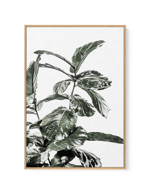 Fiddle Fig White I | Framed Canvas-CANVAS-You can shop wall art online with Olive et Oriel for everything from abstract art to fun kids wall art. Our beautiful modern art prints and canvas art are available from large canvas prints to wall art paintings and our proudly Australian artwork collection offers only the highest quality framed large wall art and canvas art Australia - You can buy fashion photography prints or Hampton print posters and paintings on canvas from Olive et Oriel and have th
