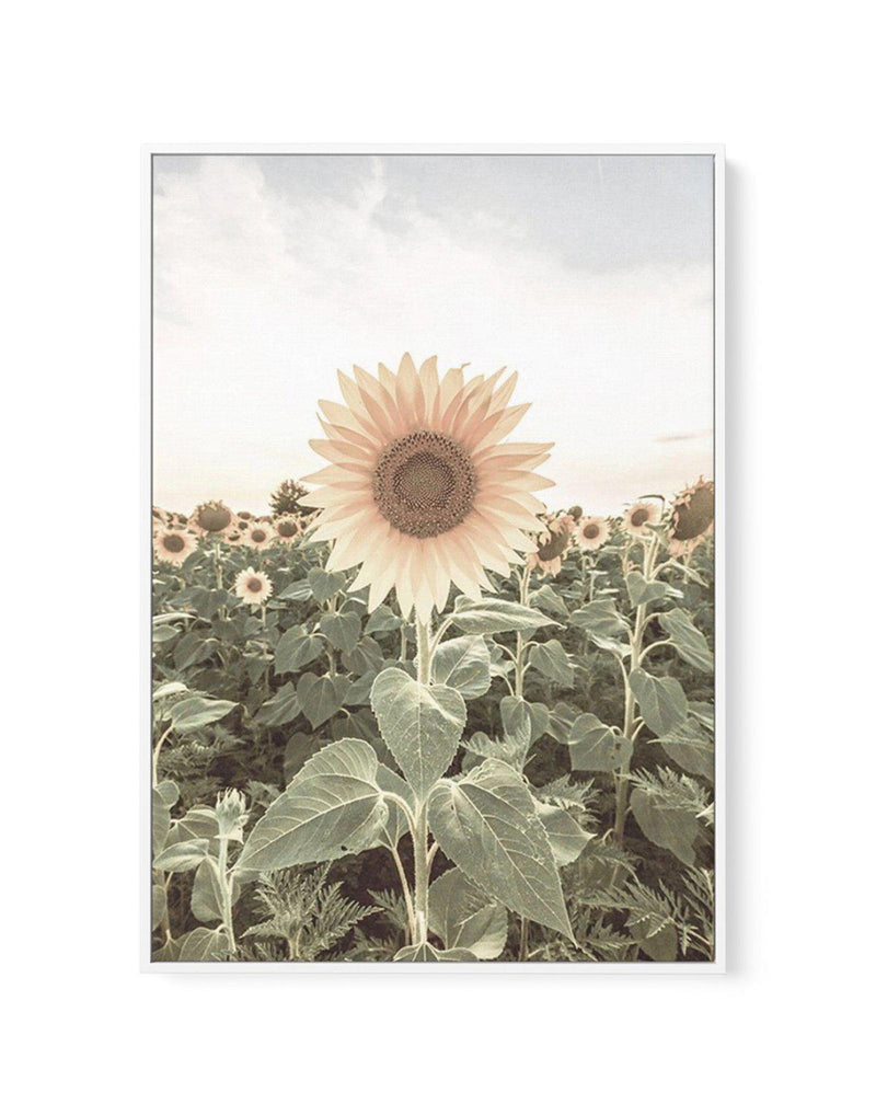Field of Sunflowers | Framed Canvas-CANVAS-You can shop wall art online with Olive et Oriel for everything from abstract art to fun kids wall art. Our beautiful modern art prints and canvas art are available from large canvas prints to wall art paintings and our proudly Australian artwork collection offers only the highest quality framed large wall art and canvas art Australia - You can buy fashion photography prints or Hampton print posters and paintings on canvas from Olive et Oriel and have t