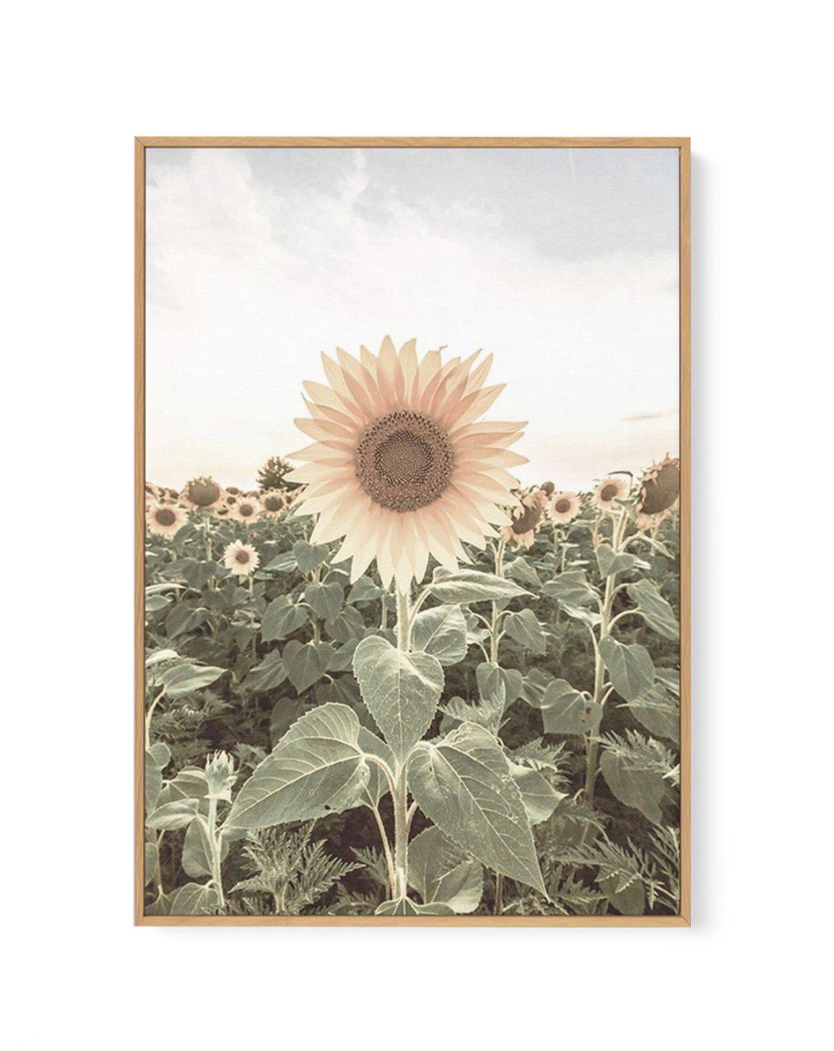 Field of Sunflowers | Framed Canvas-CANVAS-You can shop wall art online with Olive et Oriel for everything from abstract art to fun kids wall art. Our beautiful modern art prints and canvas art are available from large canvas prints to wall art paintings and our proudly Australian artwork collection offers only the highest quality framed large wall art and canvas art Australia - You can buy fashion photography prints or Hampton print posters and paintings on canvas from Olive et Oriel and have t