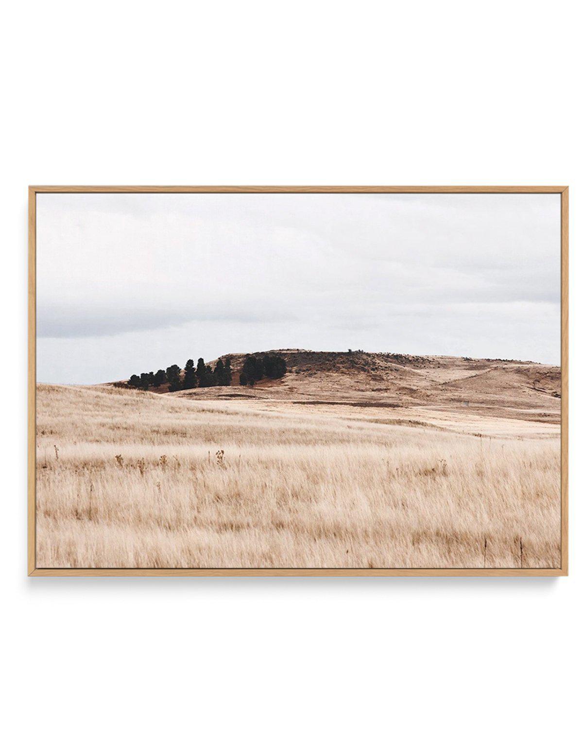 Fields of Gold | LS | Framed Canvas-CANVAS-You can shop wall art online with Olive et Oriel for everything from abstract art to fun kids wall art. Our beautiful modern art prints and canvas art are available from large canvas prints to wall art paintings and our proudly Australian artwork collection offers only the highest quality framed large wall art and canvas art Australia - You can buy fashion photography prints or Hampton print posters and paintings on canvas from Olive et Oriel and have t