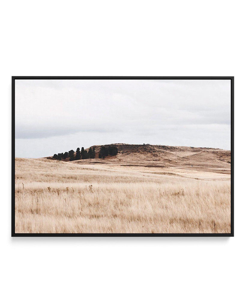 Fields of Gold | LS | Framed Canvas-CANVAS-You can shop wall art online with Olive et Oriel for everything from abstract art to fun kids wall art. Our beautiful modern art prints and canvas art are available from large canvas prints to wall art paintings and our proudly Australian artwork collection offers only the highest quality framed large wall art and canvas art Australia - You can buy fashion photography prints or Hampton print posters and paintings on canvas from Olive et Oriel and have t