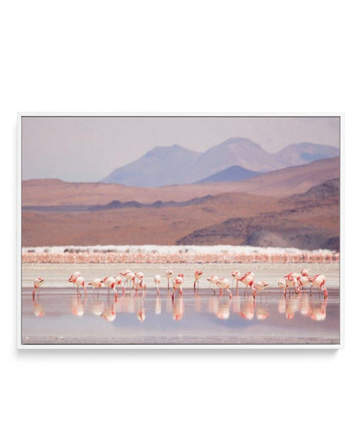 Flamingos | LS | Framed Canvas-CANVAS-You can shop wall art online with Olive et Oriel for everything from abstract art to fun kids wall art. Our beautiful modern art prints and canvas art are available from large canvas prints to wall art paintings and our proudly Australian artwork collection offers only the highest quality framed large wall art and canvas art Australia - You can buy fashion photography prints or Hampton print posters and paintings on canvas from Olive et Oriel and have them d
