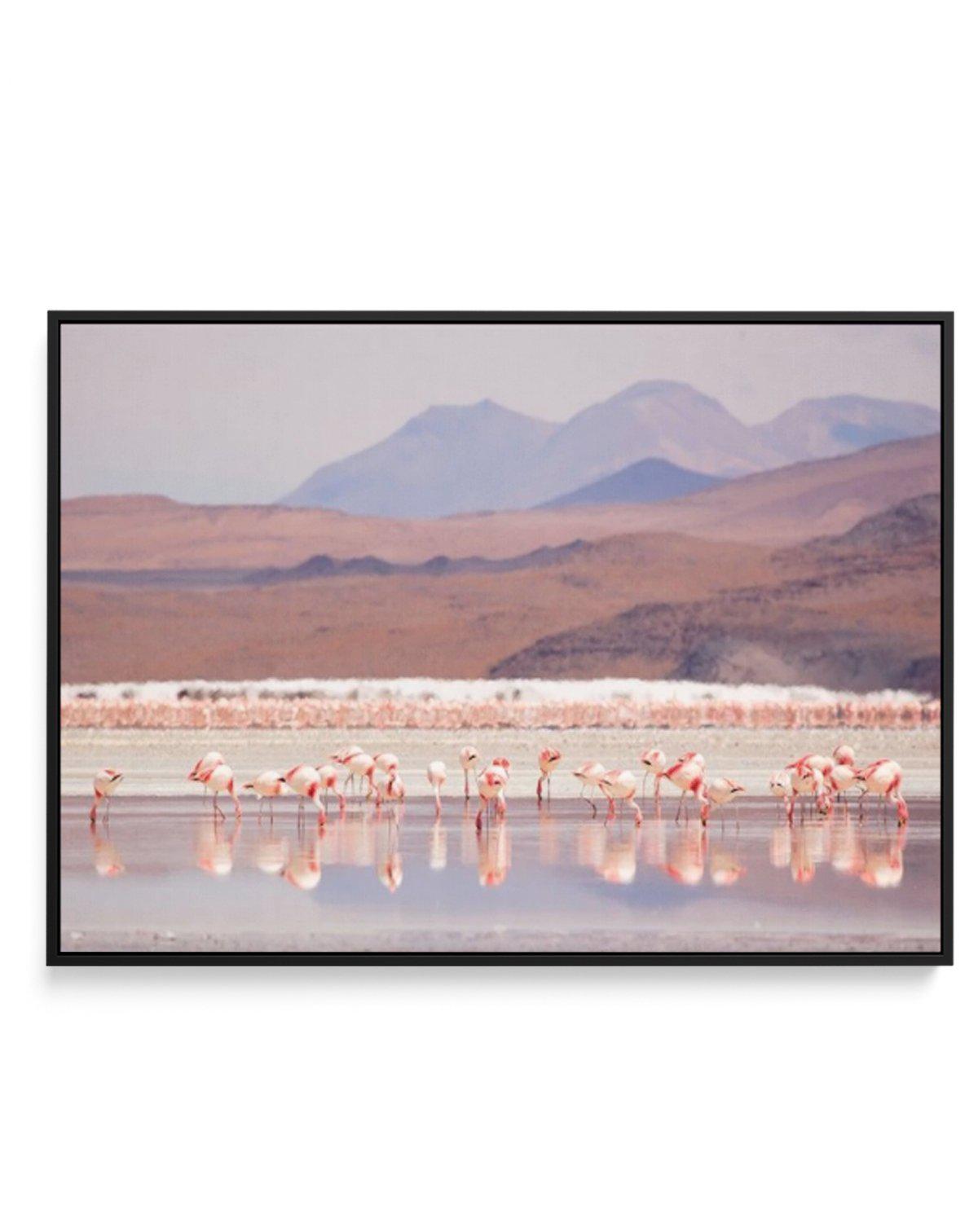 Flamingos | LS | Framed Canvas-CANVAS-You can shop wall art online with Olive et Oriel for everything from abstract art to fun kids wall art. Our beautiful modern art prints and canvas art are available from large canvas prints to wall art paintings and our proudly Australian artwork collection offers only the highest quality framed large wall art and canvas art Australia - You can buy fashion photography prints or Hampton print posters and paintings on canvas from Olive et Oriel and have them d