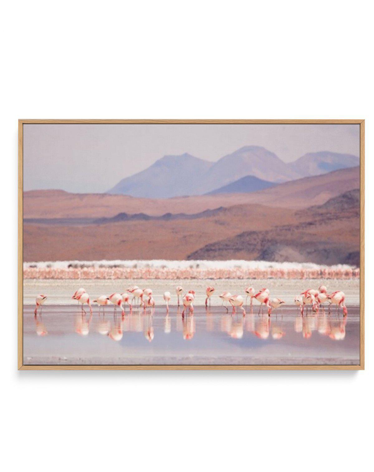 Flamingos | LS | Framed Canvas-CANVAS-You can shop wall art online with Olive et Oriel for everything from abstract art to fun kids wall art. Our beautiful modern art prints and canvas art are available from large canvas prints to wall art paintings and our proudly Australian artwork collection offers only the highest quality framed large wall art and canvas art Australia - You can buy fashion photography prints or Hampton print posters and paintings on canvas from Olive et Oriel and have them d