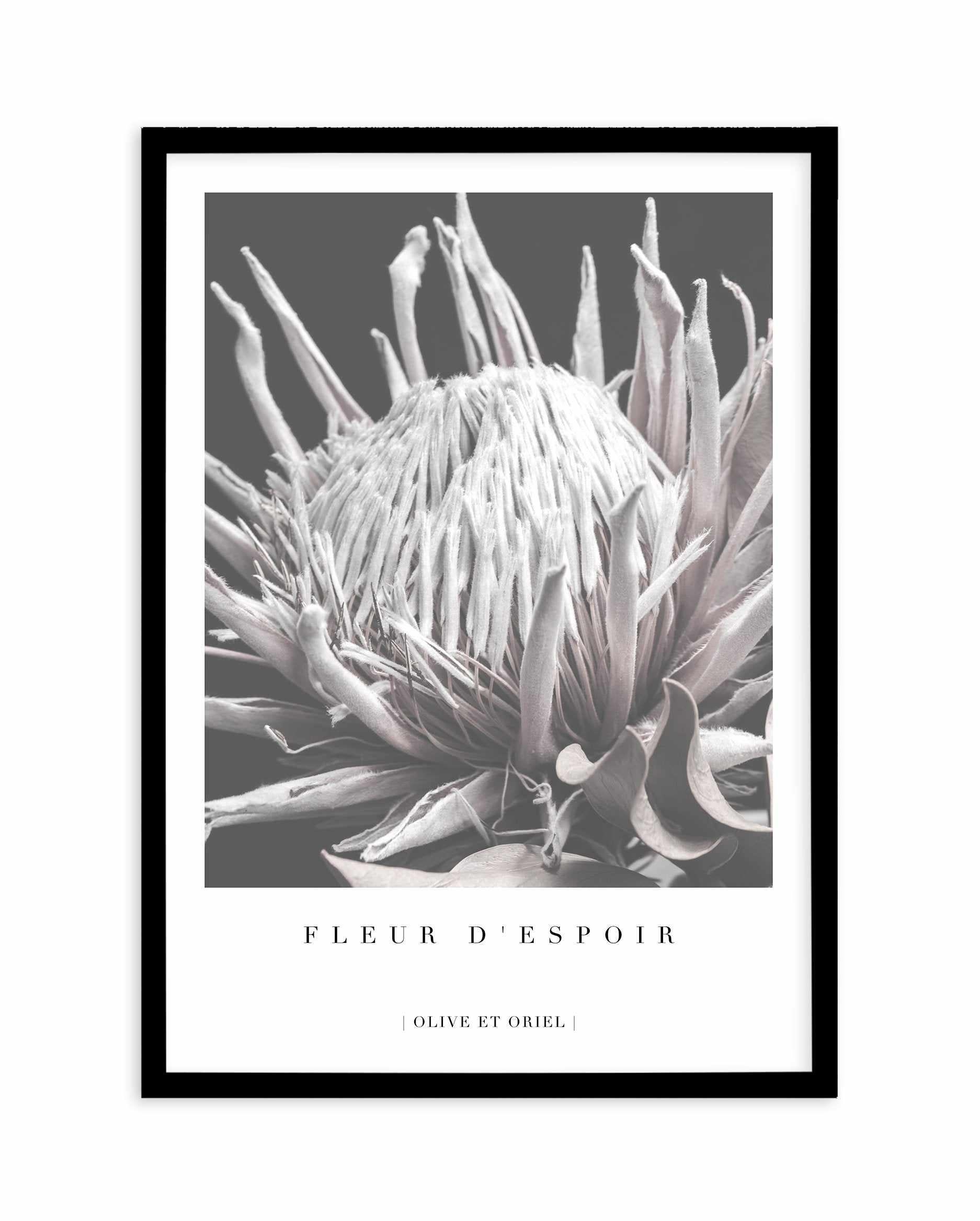 Fleur D'Espoir | King Protea Art Print-PRINT-Olive et Oriel-Olive et Oriel-A4 | 8.3" x 11.7" | 21 x 29.7cm-Black-With White Border-Buy-Australian-Art-Prints-Online-with-Olive-et-Oriel-Your-Artwork-Specialists-Austrailia-Decorate-With-Coastal-Photo-Wall-Art-Prints-From-Our-Beach-House-Artwork-Collection-Fine-Poster-and-Framed-Artwork