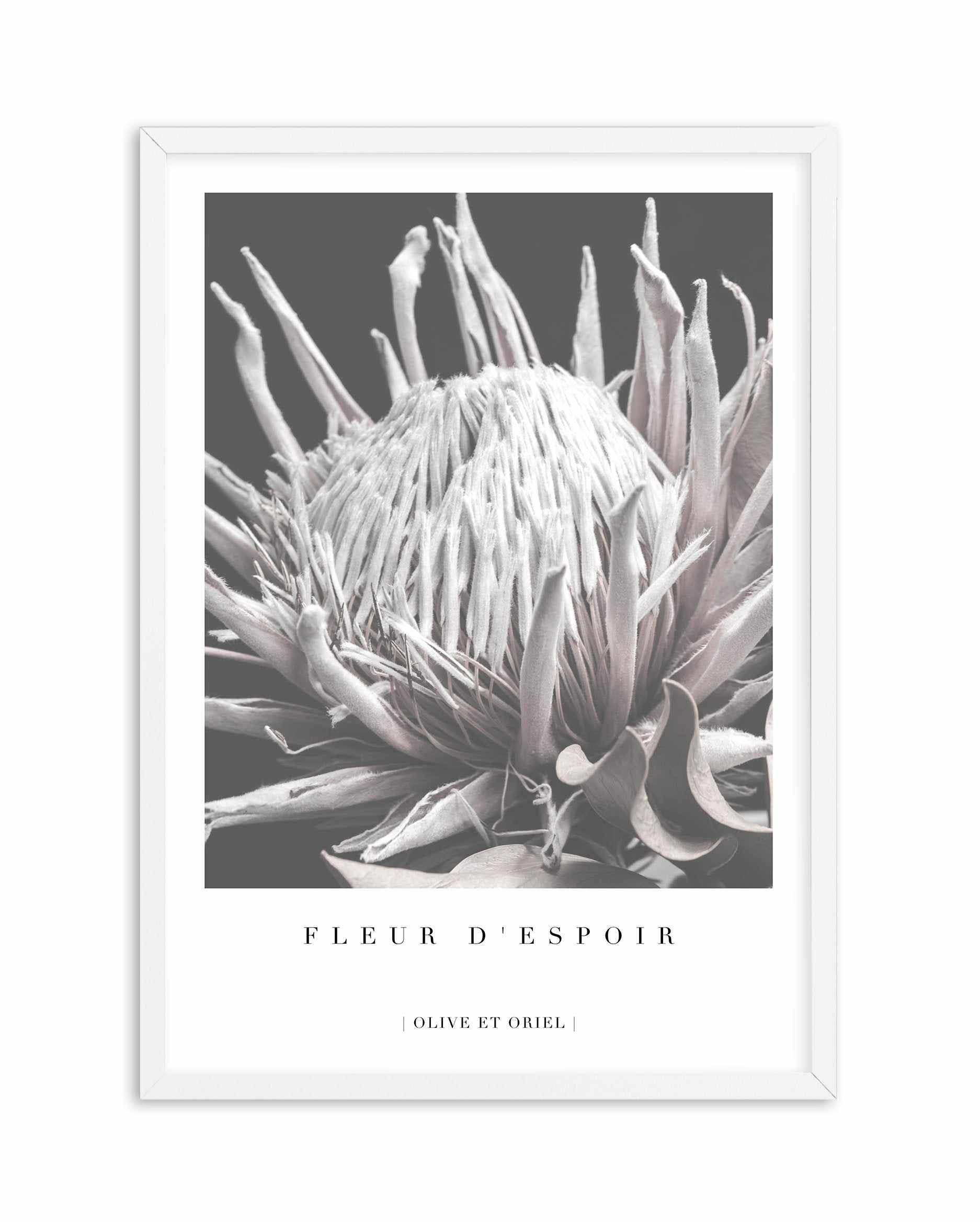 Fleur D'Espoir | King Protea Art Print-PRINT-Olive et Oriel-Olive et Oriel-A4 | 8.3" x 11.7" | 21 x 29.7cm-White-With White Border-Buy-Australian-Art-Prints-Online-with-Olive-et-Oriel-Your-Artwork-Specialists-Austrailia-Decorate-With-Coastal-Photo-Wall-Art-Prints-From-Our-Beach-House-Artwork-Collection-Fine-Poster-and-Framed-Artwork