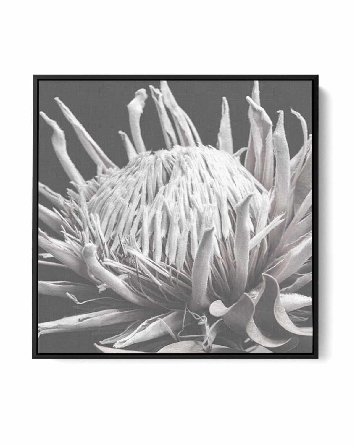 Fleur D'Espoir | King Protea | Framed Canvas-CANVAS-You can shop wall art online with Olive et Oriel for everything from abstract art to fun kids wall art. Our beautiful modern art prints and canvas art are available from large canvas prints to wall art paintings and our proudly Australian artwork collection offers only the highest quality framed large wall art and canvas art Australia - You can buy fashion photography prints or Hampton print posters and paintings on canvas from Olive et Oriel a