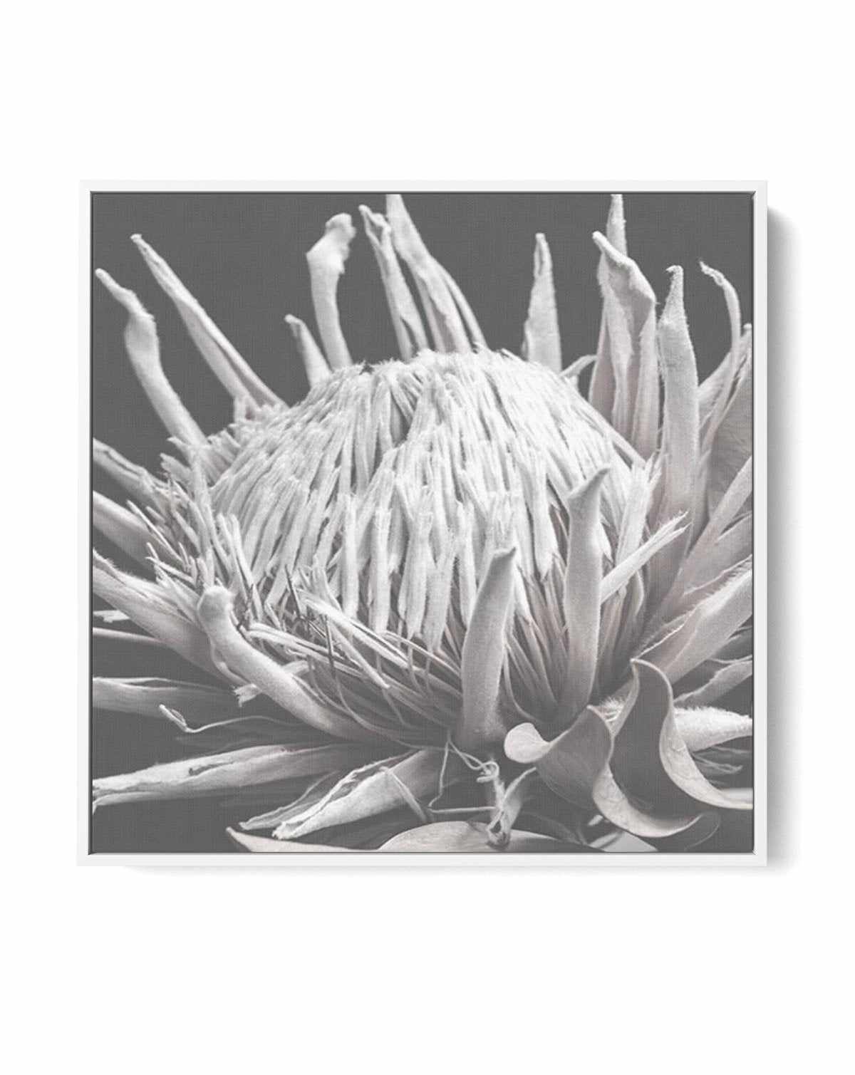 Fleur D'Espoir | King Protea | Framed Canvas-CANVAS-You can shop wall art online with Olive et Oriel for everything from abstract art to fun kids wall art. Our beautiful modern art prints and canvas art are available from large canvas prints to wall art paintings and our proudly Australian artwork collection offers only the highest quality framed large wall art and canvas art Australia - You can buy fashion photography prints or Hampton print posters and paintings on canvas from Olive et Oriel a