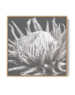 Fleur D'Espoir | King Protea | Framed Canvas-CANVAS-You can shop wall art online with Olive et Oriel for everything from abstract art to fun kids wall art. Our beautiful modern art prints and canvas art are available from large canvas prints to wall art paintings and our proudly Australian artwork collection offers only the highest quality framed large wall art and canvas art Australia - You can buy fashion photography prints or Hampton print posters and paintings on canvas from Olive et Oriel a