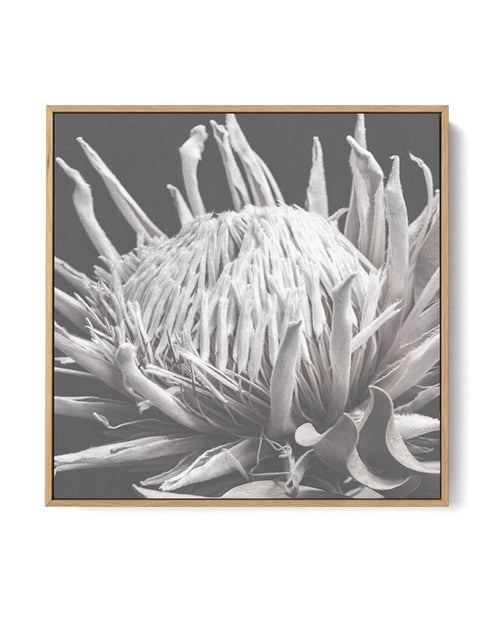Fleur D'Espoir | King Protea | Framed Canvas-CANVAS-You can shop wall art online with Olive et Oriel for everything from abstract art to fun kids wall art. Our beautiful modern art prints and canvas art are available from large canvas prints to wall art paintings and our proudly Australian artwork collection offers only the highest quality framed large wall art and canvas art Australia - You can buy fashion photography prints or Hampton print posters and paintings on canvas from Olive et Oriel a