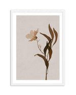 Artwork - Brown Flower Graphic Art Print Framed: Oak - White - Black ...