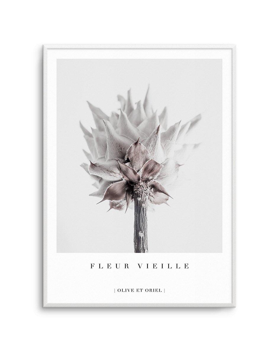 Fleur Vieille | King Protea Art Print-PRINT-Olive et Oriel-Olive et Oriel-A4 | 8.3" x 11.7" | 21 x 29.7cm-Unframed Art Print-With White Border-Buy-Australian-Art-Prints-Online-with-Olive-et-Oriel-Your-Artwork-Specialists-Austrailia-Decorate-With-Coastal-Photo-Wall-Art-Prints-From-Our-Beach-House-Artwork-Collection-Fine-Poster-and-Framed-Artwork