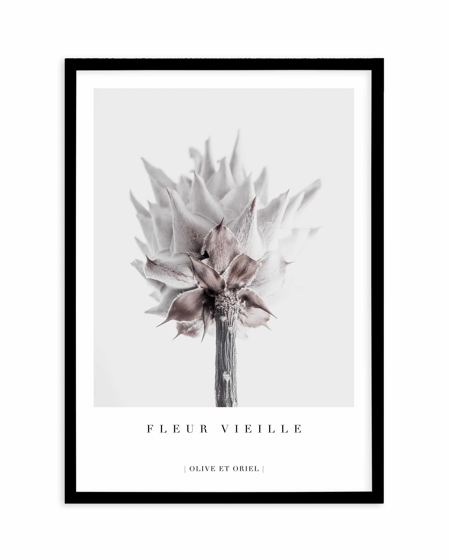 Fleur Vieille | King Protea Art Print-PRINT-Olive et Oriel-Olive et Oriel-A4 | 8.3" x 11.7" | 21 x 29.7cm-Black-With White Border-Buy-Australian-Art-Prints-Online-with-Olive-et-Oriel-Your-Artwork-Specialists-Austrailia-Decorate-With-Coastal-Photo-Wall-Art-Prints-From-Our-Beach-House-Artwork-Collection-Fine-Poster-and-Framed-Artwork