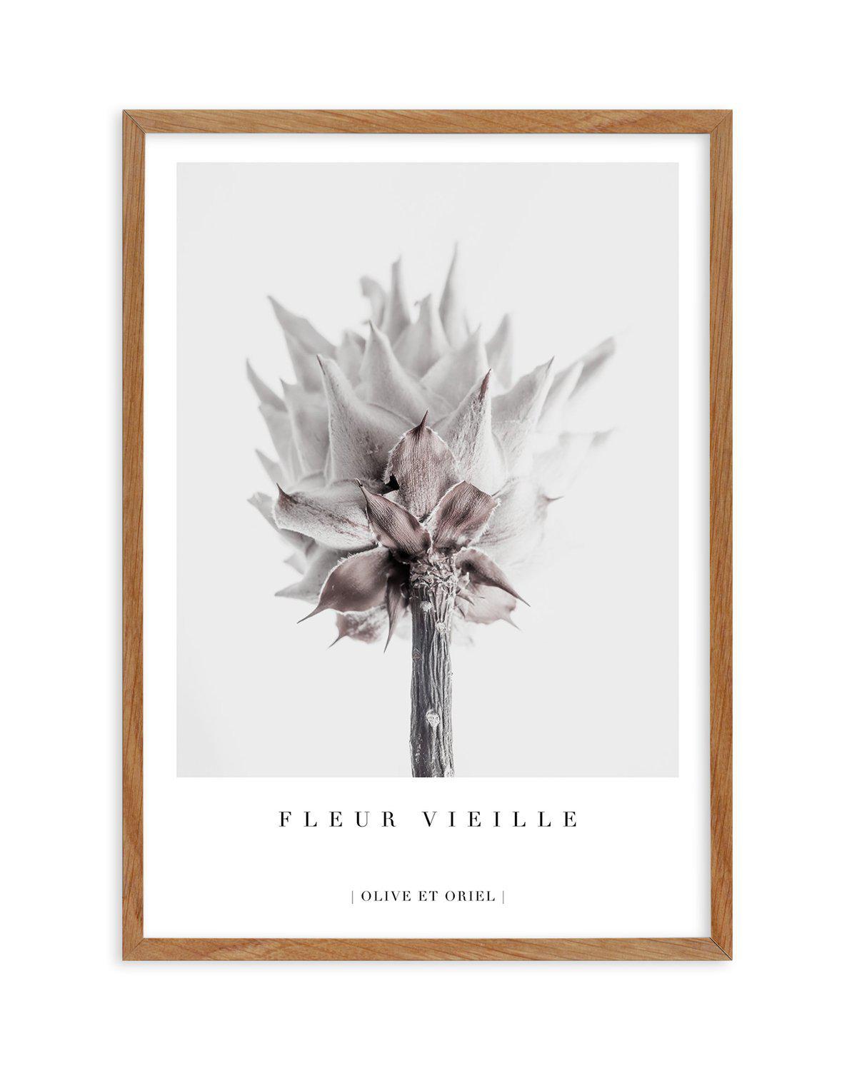 Fleur Vieille | King Protea Art Print-PRINT-Olive et Oriel-Olive et Oriel-50x70 cm | 19.6" x 27.5"-Walnut-With White Border-Buy-Australian-Art-Prints-Online-with-Olive-et-Oriel-Your-Artwork-Specialists-Austrailia-Decorate-With-Coastal-Photo-Wall-Art-Prints-From-Our-Beach-House-Artwork-Collection-Fine-Poster-and-Framed-Artwork