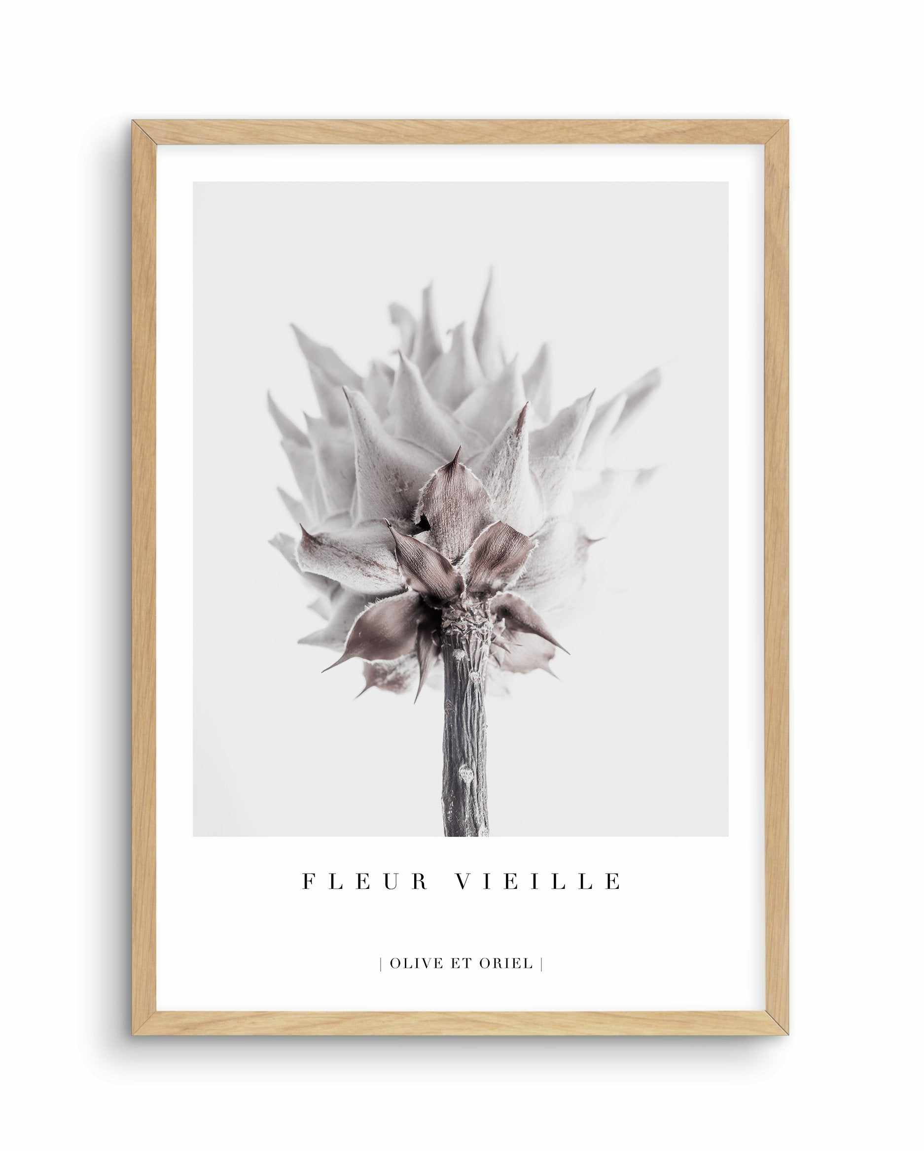 Fleur Vieille | King Protea Art Print-PRINT-Olive et Oriel-Olive et Oriel-A4 | 8.3" x 11.7" | 21 x 29.7cm-Oak-With White Border-Buy-Australian-Art-Prints-Online-with-Olive-et-Oriel-Your-Artwork-Specialists-Austrailia-Decorate-With-Coastal-Photo-Wall-Art-Prints-From-Our-Beach-House-Artwork-Collection-Fine-Poster-and-Framed-Artwork